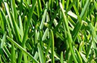 Sport turf tappeto erboso
