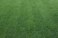 Zoysiagrass