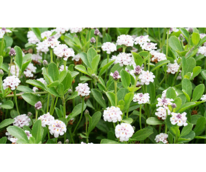 particolare prato lippia nodiflora repens